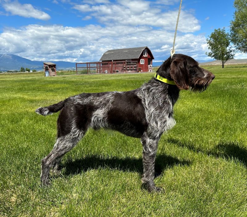 Cedarbrook german wirehaired pointers shop